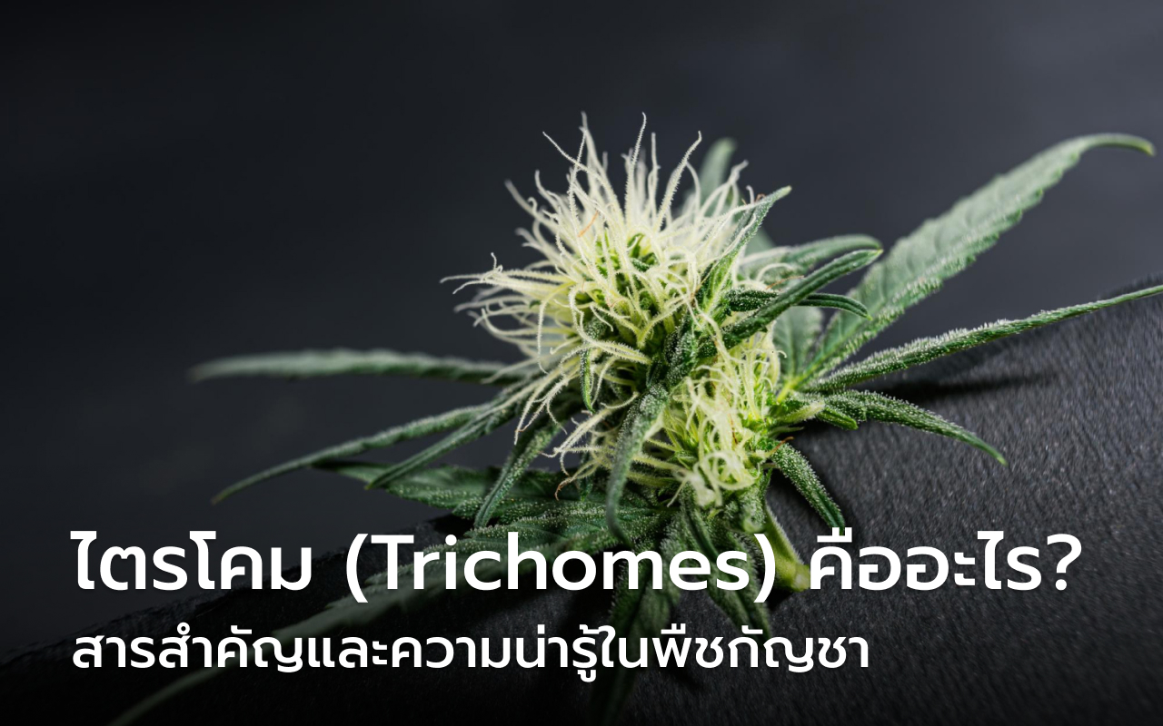 ไตรโคม